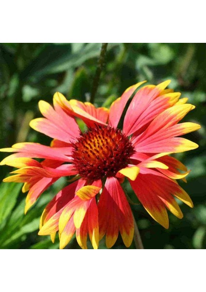 Indian Blanket Gaillardia Gayret Çiçeği Tohumu (30 Adet)