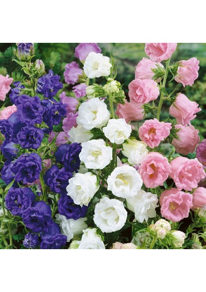 Calycanthema ‘cup & Saucer’ Campanula Karışık Çan Çiçeği Tohumu (100 Tohum)