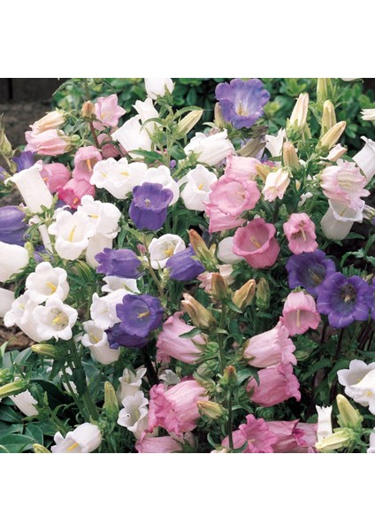Katmerli Campanula Karışık Çan Çiçeği Tohumu (100 Tohum)