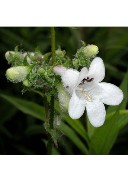 Kuğu Beyazı Penstemon Çiçeği Tohumu (200 Tohum)