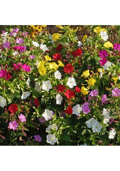 Bicolor Mixed Akşam Sefası Çiçeği Tohumu (20 Tohum)