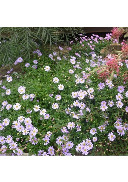 White Splendour Brachycome Çiçeği Tohumu (200 Tohum)