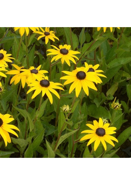 Hirto My Joy Rudbekya (Güneş Şapkası) Çiçeği Tohumu (900 Tohum)
