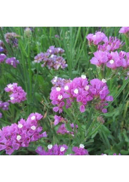 Limonium Sinuatum Deep Rose Deniz Lavantası Tohumu (30 Tohum)
