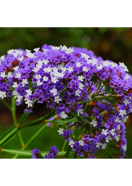 Limonium Sinuatum Blue River Deniz Lavantası Tohumu (30 Tohum)