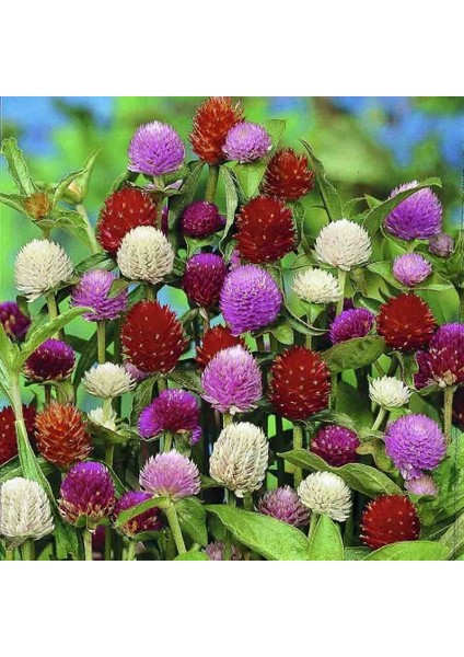 Gomphrena Globosa Mixed Medine Çiçeği Tohumu (50 Tohum)