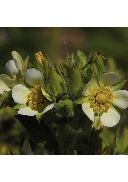 Potentilla Arguta Çiçeği Tohumu (100 Tohum)