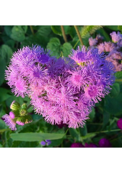 İdea Pazar Pembe Top Vapur Dumanı (Ageratum) Çiçeği Tohumu (50 Tohum)