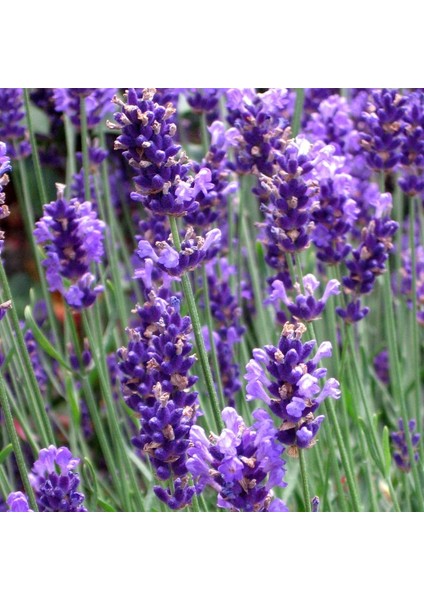 Lavandula Angustifolia Lavanta Çiçeği Tohumu (25000 Tohum)