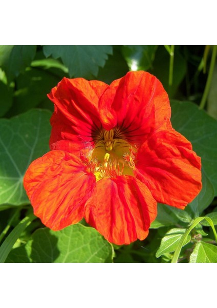 Lüle Latin Çiçeği Tohumu (10 Tohum)