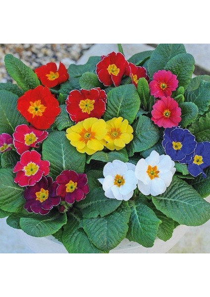 Karışık Renkli Onbir Ay Çuha Çiçeği Tohumu (50 Tohum)