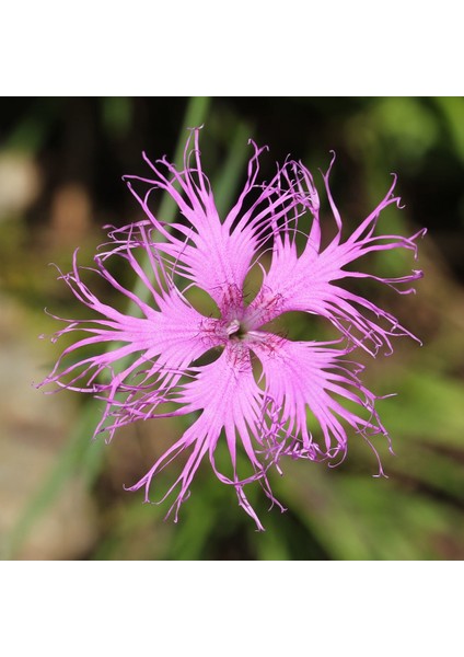 Püsküllü Pembe Dianthus Çiçeği Tohumu (50 Adet)