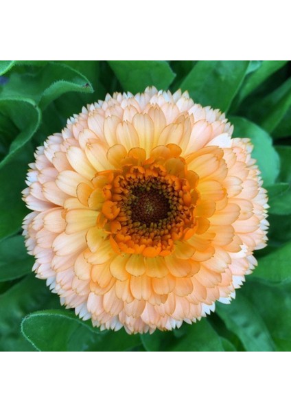 Katmerli Pink Suprise Aynısafa Çiçeği (50 Tohum)