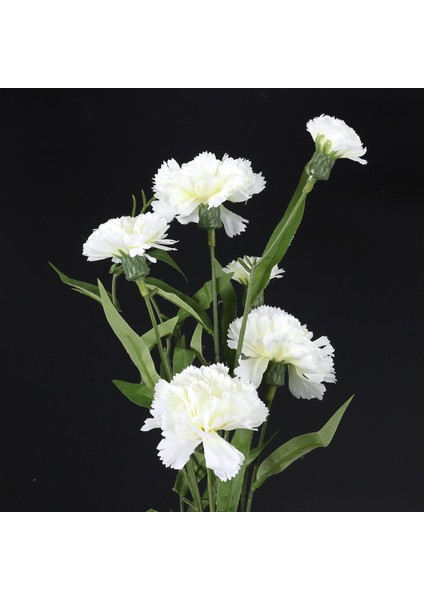 Chabaud White Karanfil Çiçeği Tohumu (70 Adet)
