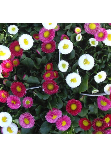 Mix Katmerli Bellis Perennis Ponpon Ingiliz Çayır Papatyası Çiçeği Tohumu (100 Tohum)