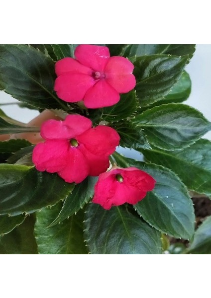 Saksılık Wallerine Carmine Bodur Cam Güzeli Çiçeği Tohumu (20 Tohum)