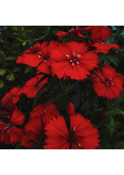 Dianthus Heddewigii Bravo Karanfil Çiçeği Tohumu (100 Adet)