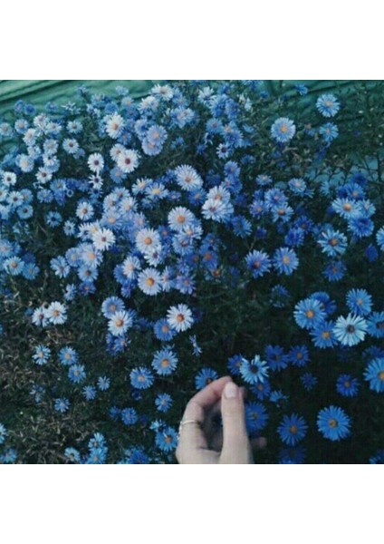 Clear Blue Erigeron Çiçeği Tohumu (50 Tohum)