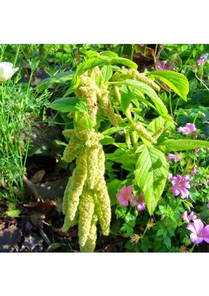 Amaranthus Caudatus Çiçeği Tohumu (50 Tohum)