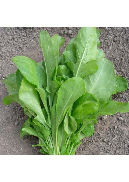 Tere Tohumu (Geniş Yaprak) (1000 Gram)