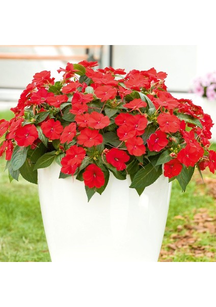 Saksılık Wallerine Baby Scarlet Bodur Cam Güzeli Çiçeği Tohumu (20 Tohum)