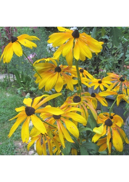 Nadir Golden Elegance Rudbekya Çiçeği Tohumu (50 Tohum)