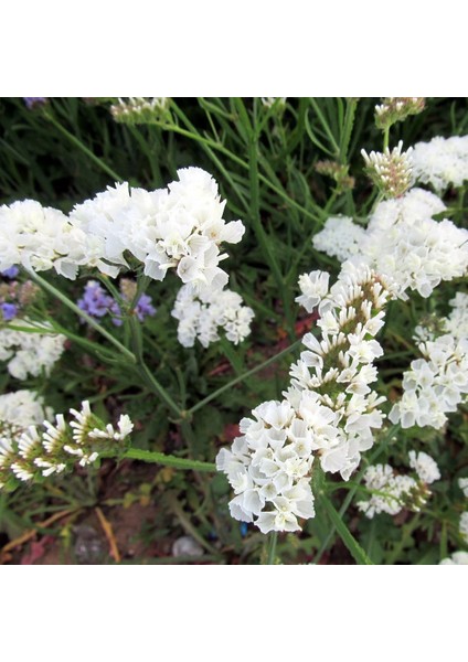 Limonium Sinuatum Pure White Deniz Lavantası Tohumu (30 Tohum)