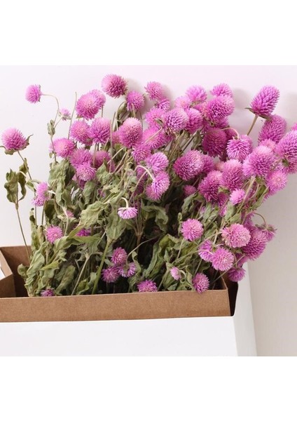 Gomphrena Globosa Pembe Medine Çiçeği Tohumu (50 Tohum)