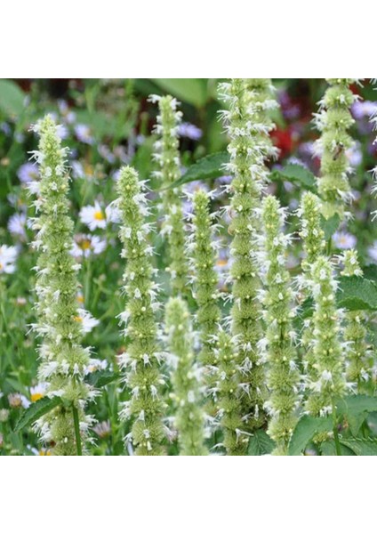 Dev Meksika Beyazı Hyssop Çiçeği Tohumu (50 Tohum)