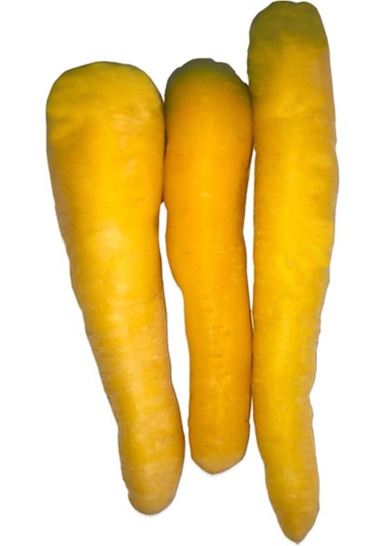 Doğal Solar Yellow Havuç Tohumu (50 Tohum)