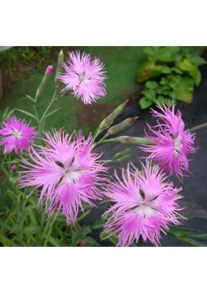Dianthus Superbus Rose Bol Kokulu Karanfil Çiçeği Tohumu (100 Adet)