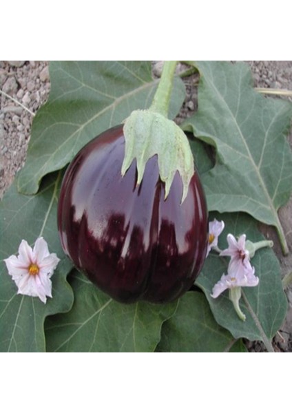 Topan Dilimli Patlıcan Tohumu (10 Gram)