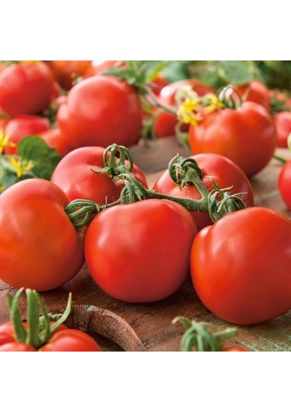 Doğal Verimli Sofralık Falcon Domates Tohumu (2 Gram)