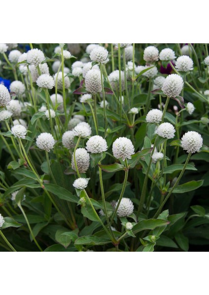 Gomphrena Globosa Beyaz Medine Çiçeği Tohumu (50 Tohum)