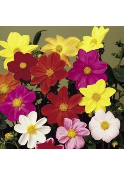 Karışık Renkli Bodur Mignon Dahlia Çiçeği Tohumu (80 Tohum)