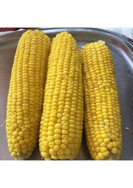 Tatlı Süt Mısır Tohumu (25 Gram)