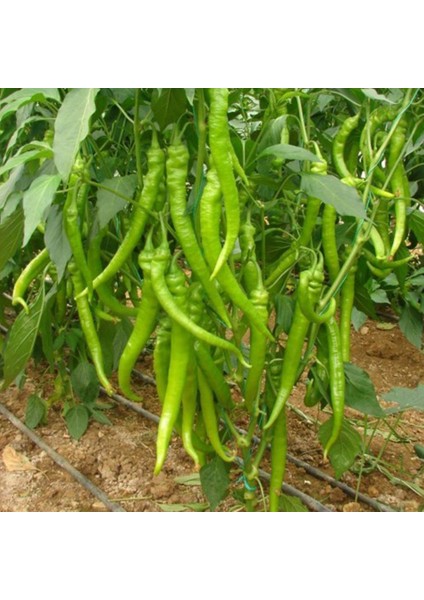 Doğal Çetinel Sivri Tatlı Biber Tohumu (2 Gram)