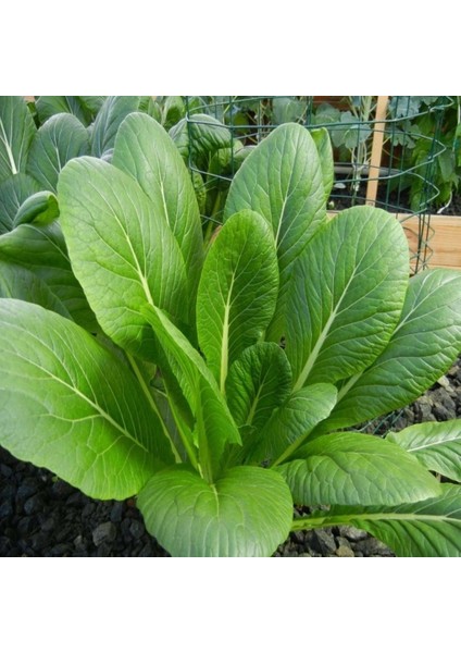 Doğal Tendergreen Hardal Tohumu (100 Tohum)