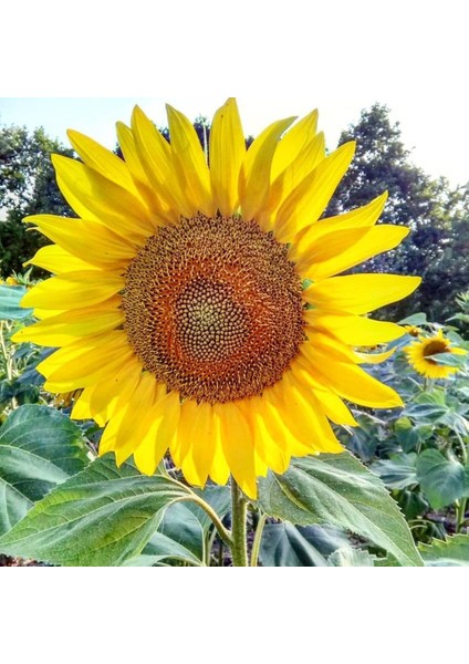 Inegöl Çerezlik Ayçekirdeği Tohumu (1 Kg)