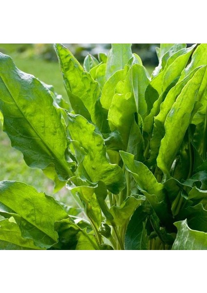 Kuzukulağı Ekşi Otu Tohumu (1 Gram)