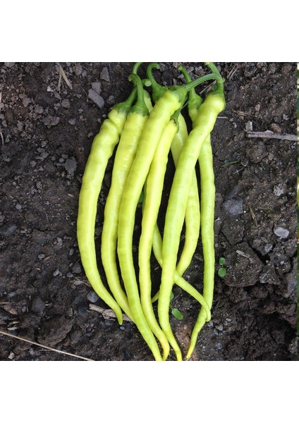 Doğal Sarı Sivri Tatlı Çorbacı Biber Tohumu (50 Gram)