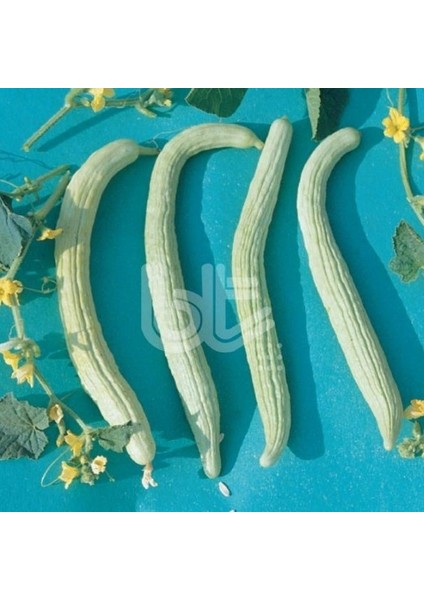 Verimli Turşuluk Geleneksel Anadolu Acur Tohumu (50 Gr)
