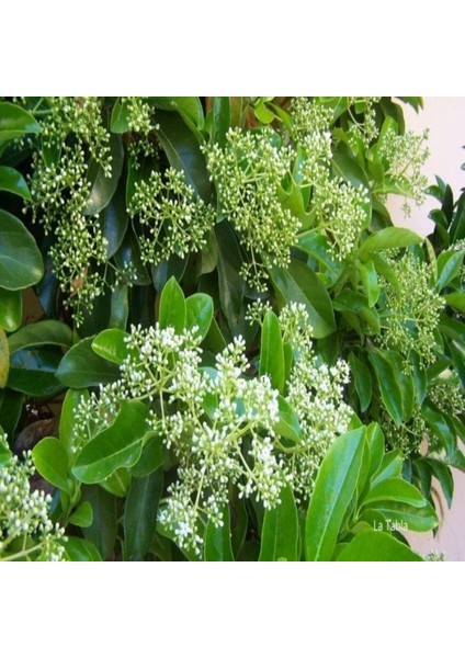 Tüplü Kartopu Viburnum Lucidum Fidanı (Daima Yeşil)