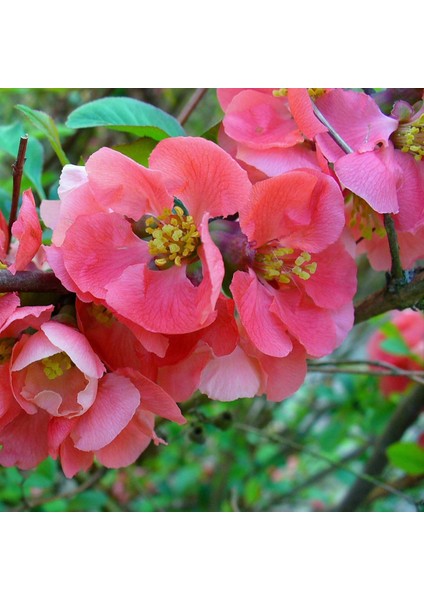 Tüplü Japon Ayvası (Japanese Quince) Fidanı