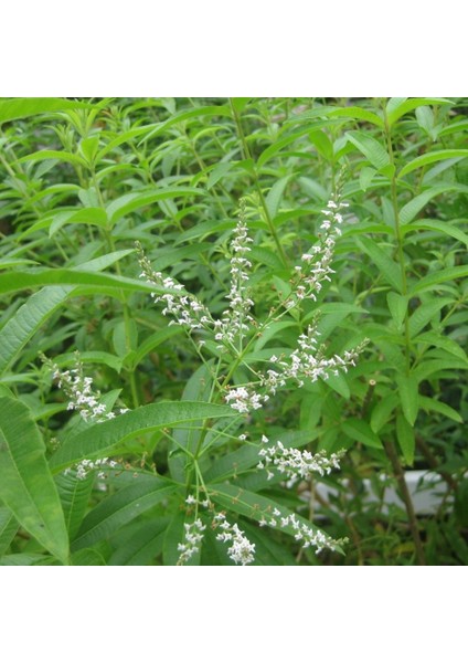 Tüplü Yoğun Kokulu Aloysia Triphylla Limon Otu Çiçeği Fidanı