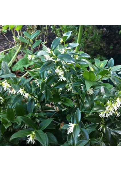 Tüplü Kışın Çiçek Açan Nadir Parfüm Kutusu Sarcococca Fidanı