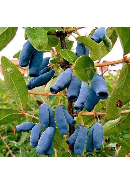 Tüplü Aromatik Nadir Bulunan Honeyberry Bal Yemişi Fidanı (50 Adet)