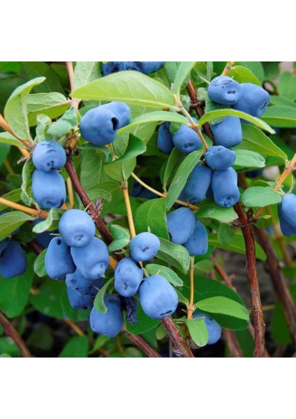Tüplü Aromatik Nadir Bulunan Honeyberry Bal Yemişi Fidanı (50 Adet)