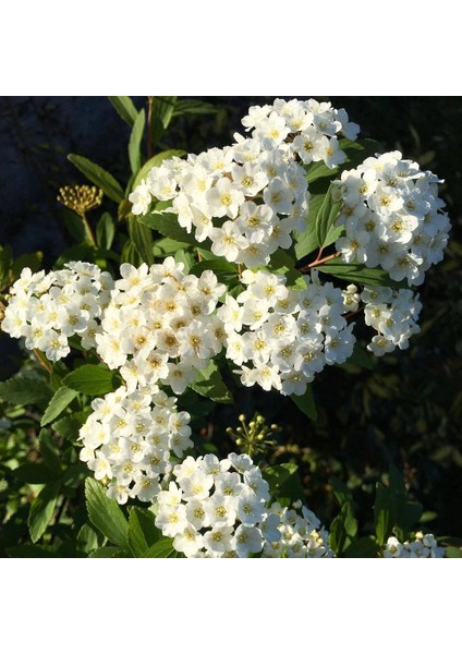 Tüplü Keçi Sakalı (Spirea-Ispirya) Fidanı