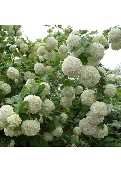 Tüplü Kartopu Viburnum Lucidum Fidanı